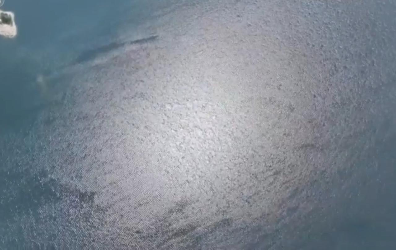 碧水映青山，江豚逐浪欢，水下鱼群自在游弋。长江禁渔成效显著，水生生物总体恢复向好