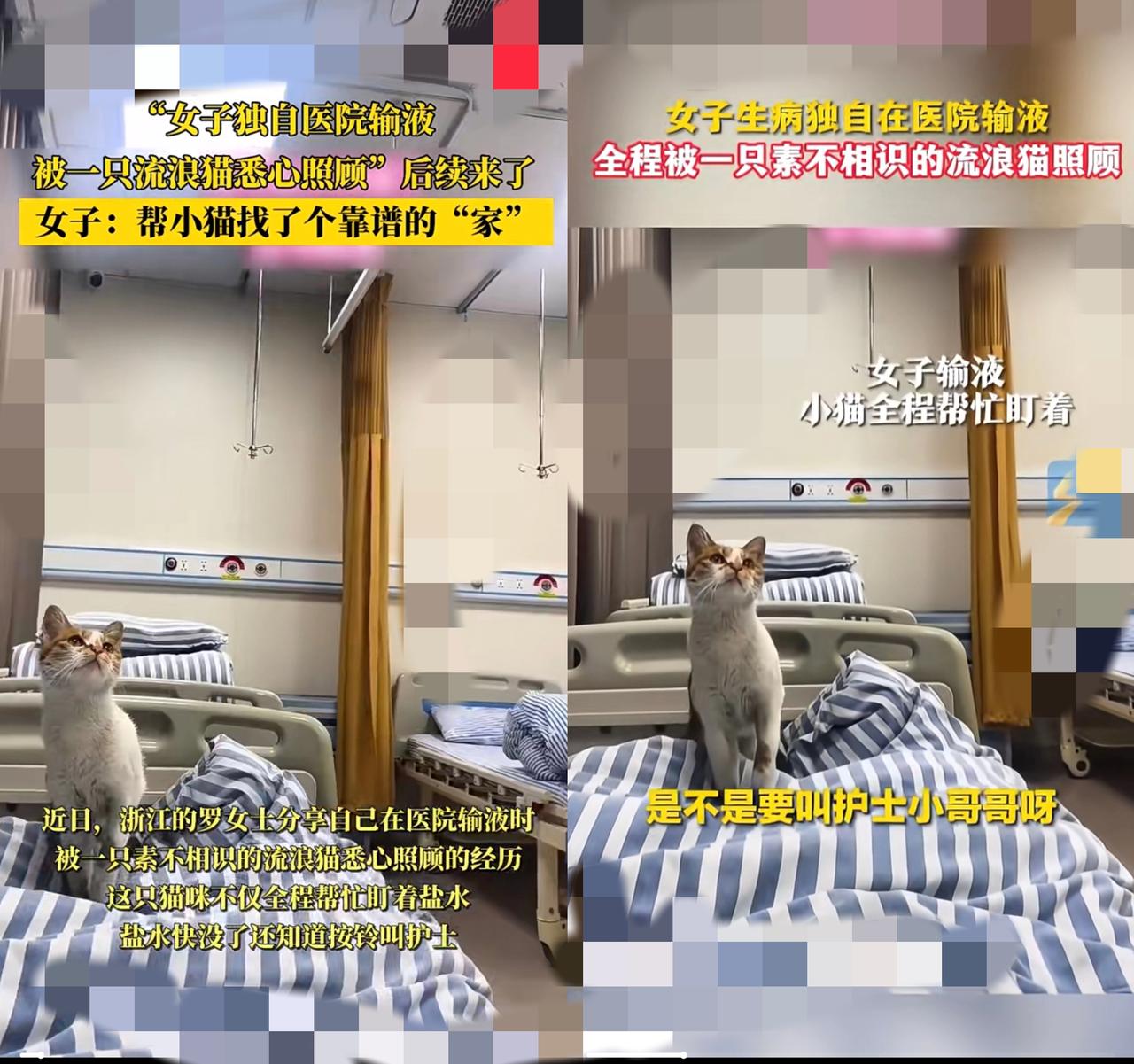 真别再说猫是“养不熟的白眼狼”了！
        浙江嘉兴那位独自住院的姑娘，