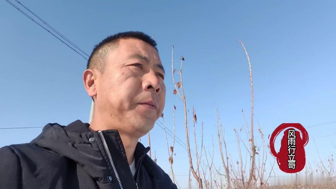 寒冬低温后大樱桃花芽受冻情况观察
前阵子零下20度的低温刚过，今天到地里看大樱桃