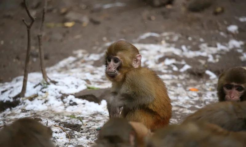 岁末迎新
岁末寒风去旧尘，
昔日懊恼不留痕。
残年往事皆抛却，
意气风发去迎新。