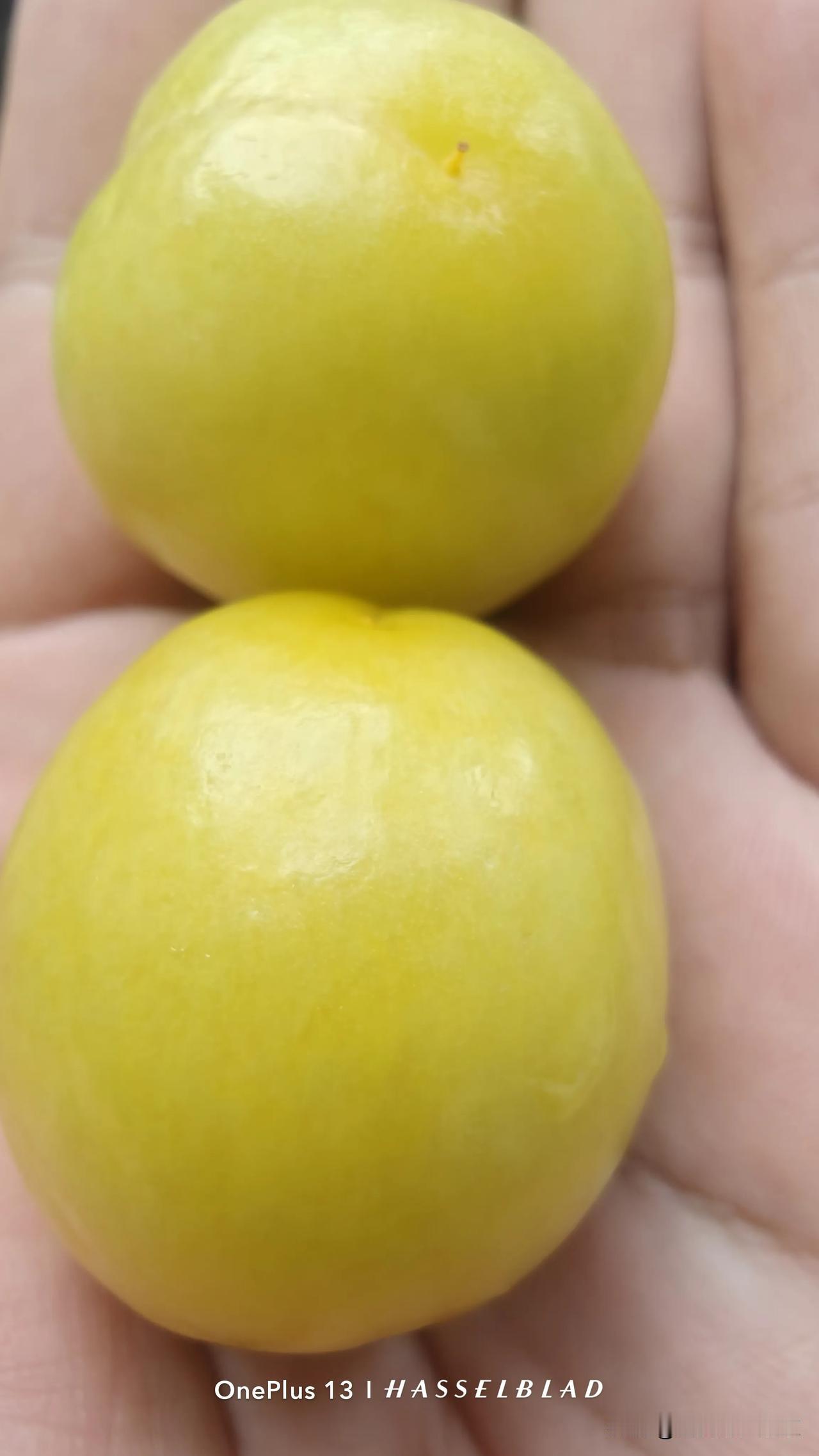 新疆寄来的小白杏，一口咬到了跨越3000公里的甜✨
 
谁懂啊！真的是有口福了，