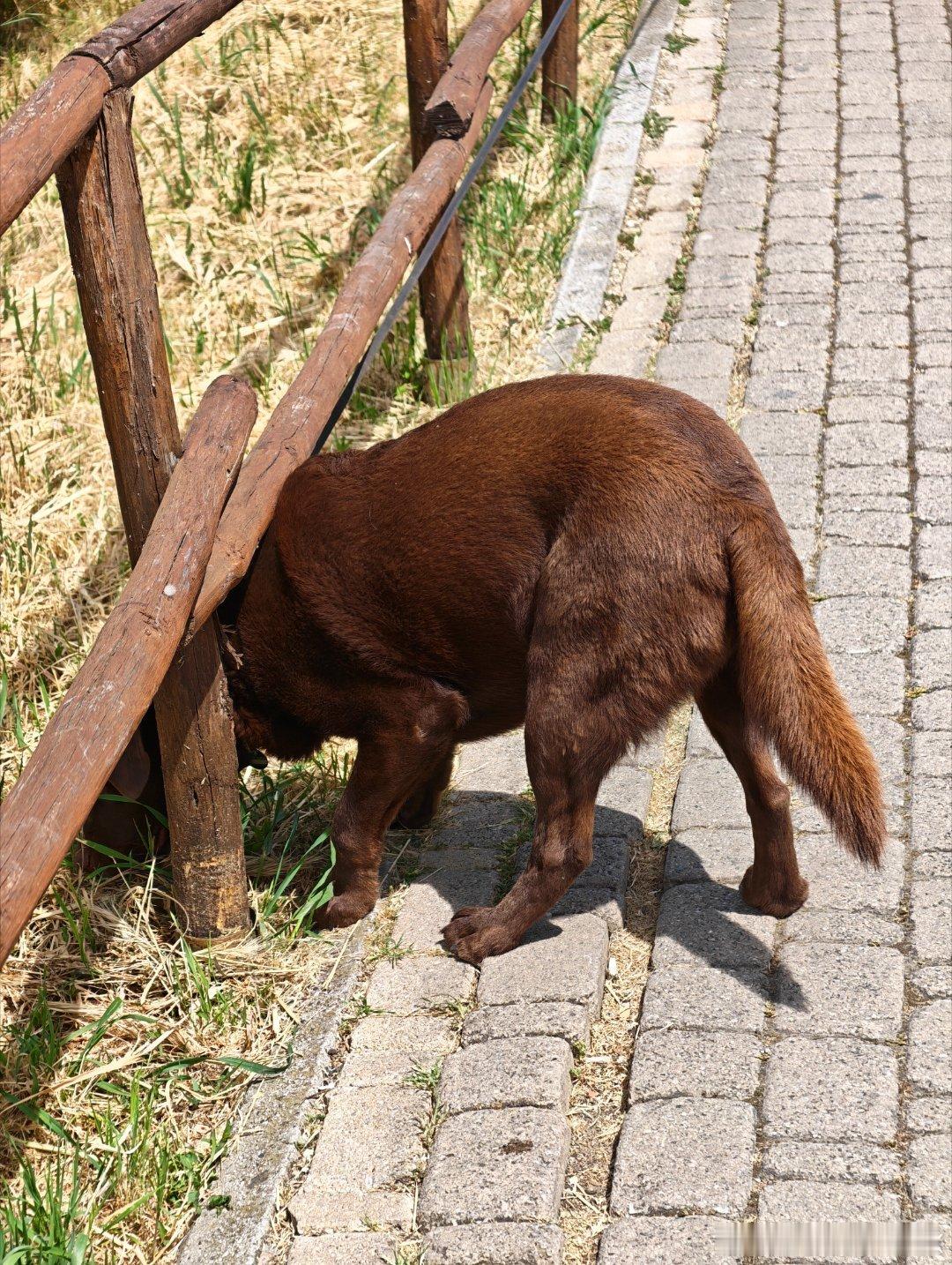 巧克力拉布拉多在意大利过于受欢迎了一分钟见到三只大胖狗🐶 