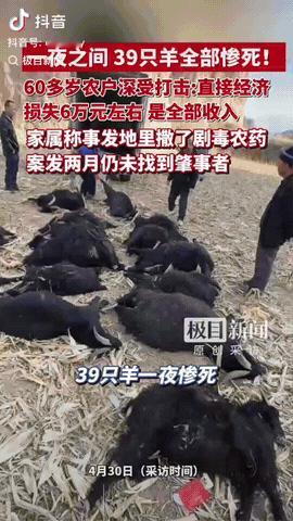 5月1日报道，一对老夫妻私自把 39 只羊赶到别人承包的玉米地里啃食庄稼，万万没