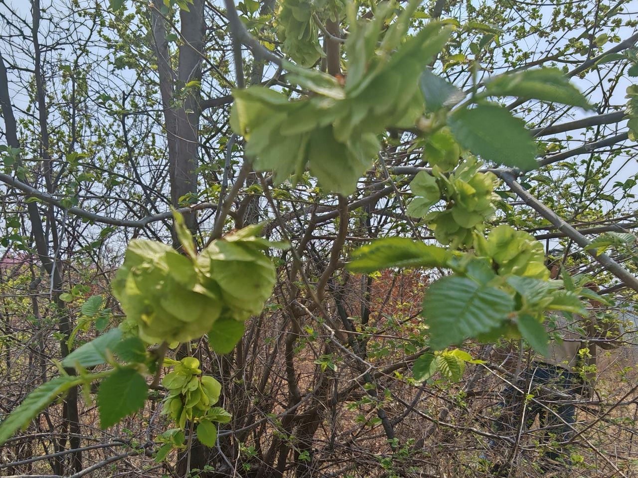 一念清明 清明时节，“一叶知春，一念清明”。嫩绿的叶子在枝头舒展，仿佛在诉说着春