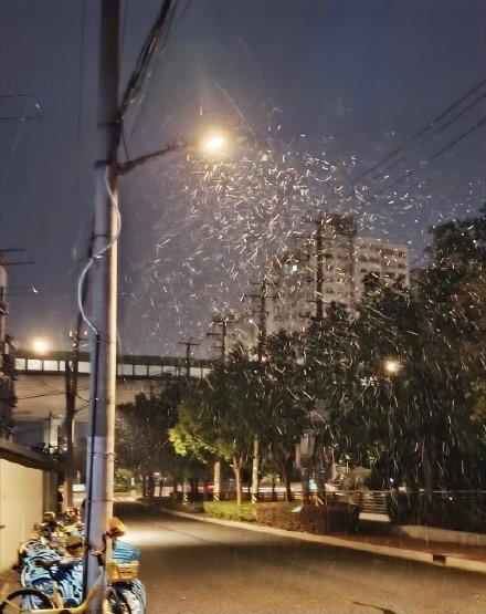 上海下雪零星的小雪花已经足够激发上海人的开心了！瑞雪兆丰年！ 