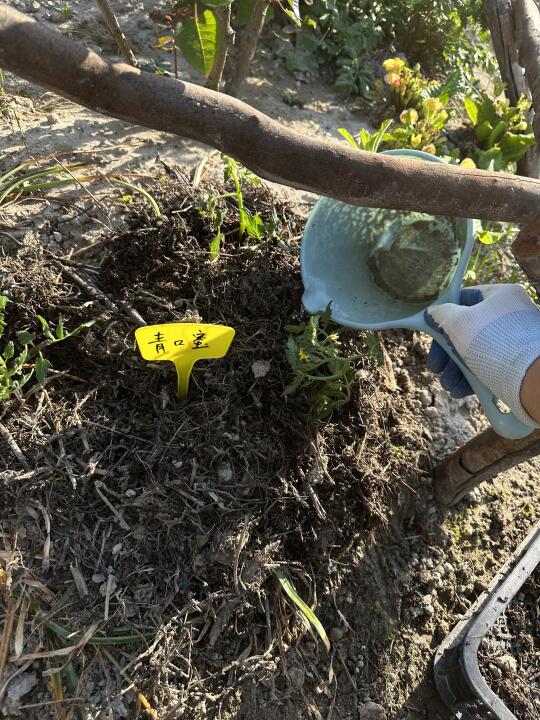 小番茄·把小番茄种花镜里了…果子应该也好看