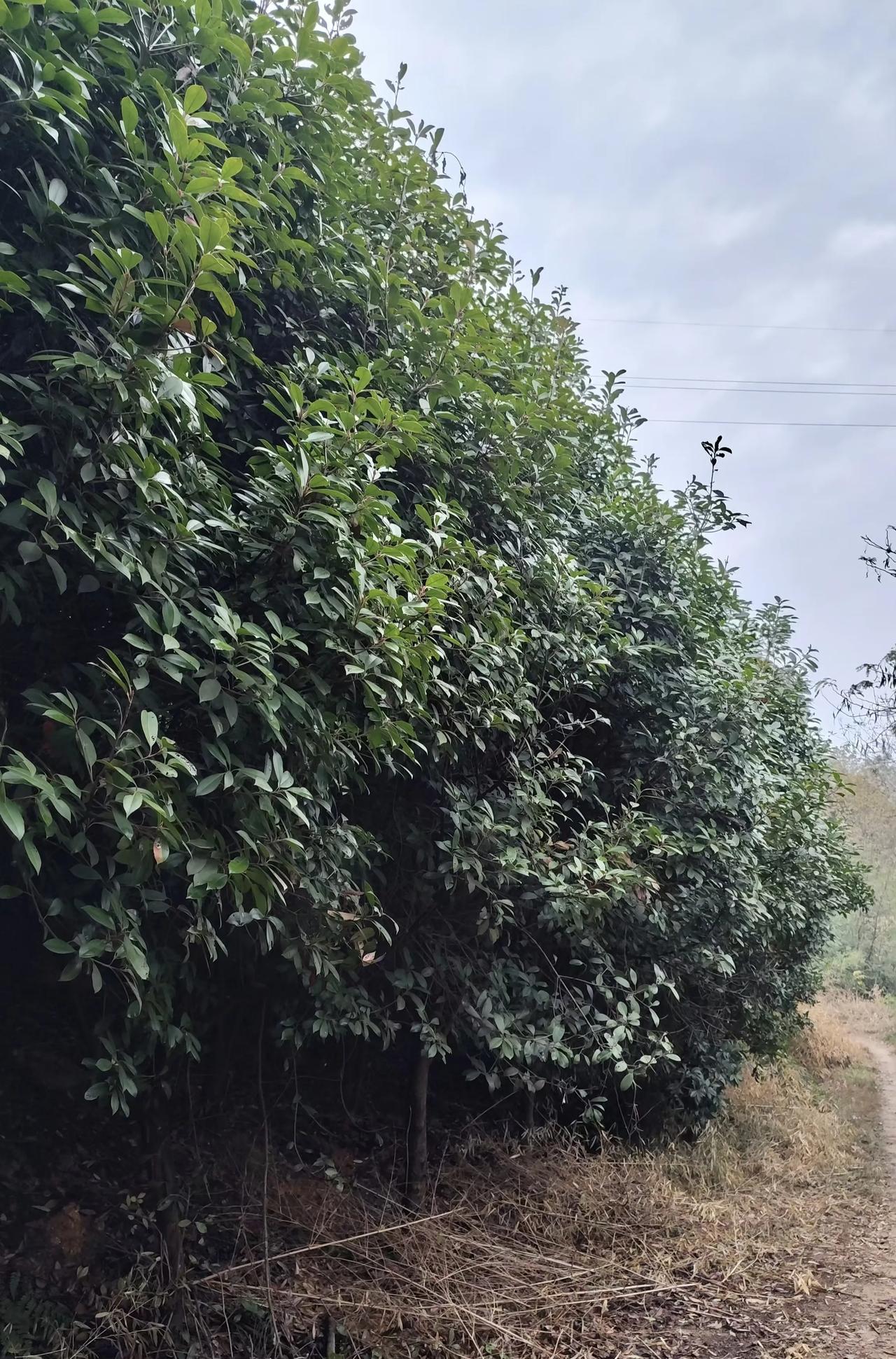 爸爸回老家拍了几张外婆墓地的照片发在家庭群里，忍不住触景生情！外婆出生于大城市，