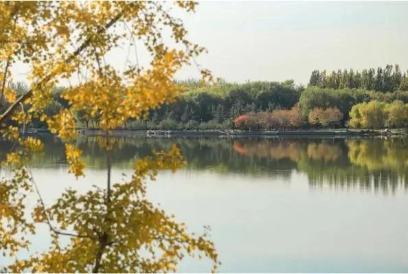 瑟瑟秋风，灼灼秋色；银杏渐黄、枫叶渐红。公园里、小区里、马路上都已着上了层层秋色