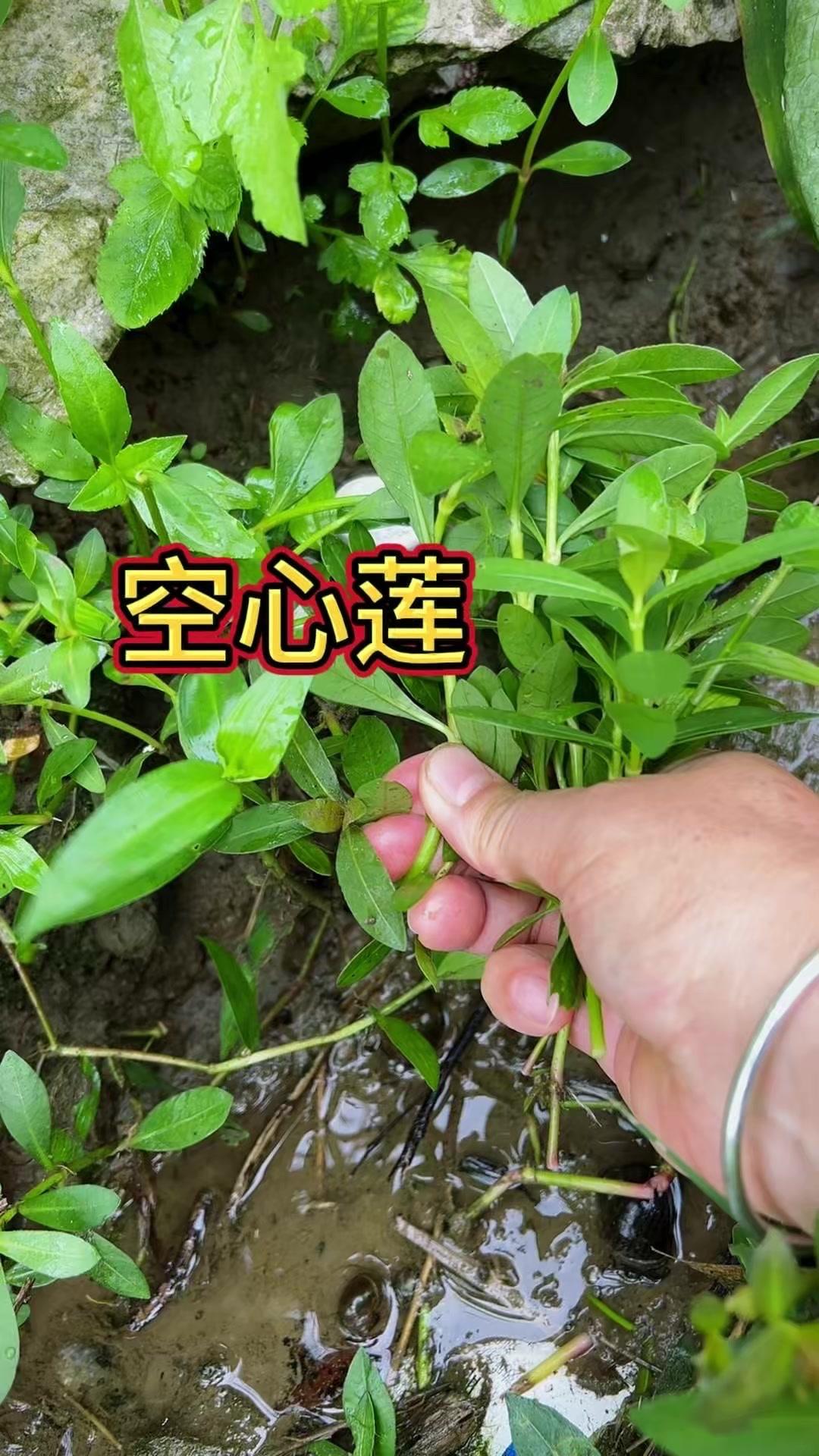 这种植物叫空心莲？🌿空心莲，你家乡也这么叫吗？
空心莲常见于湿润地带，叶片翠绿