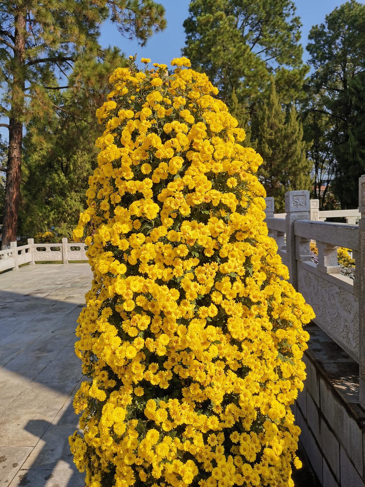 爱臭美的儿子和经常社死现场的妈妈

今天早上送儿子去广场集合 ，人还没到集合点，