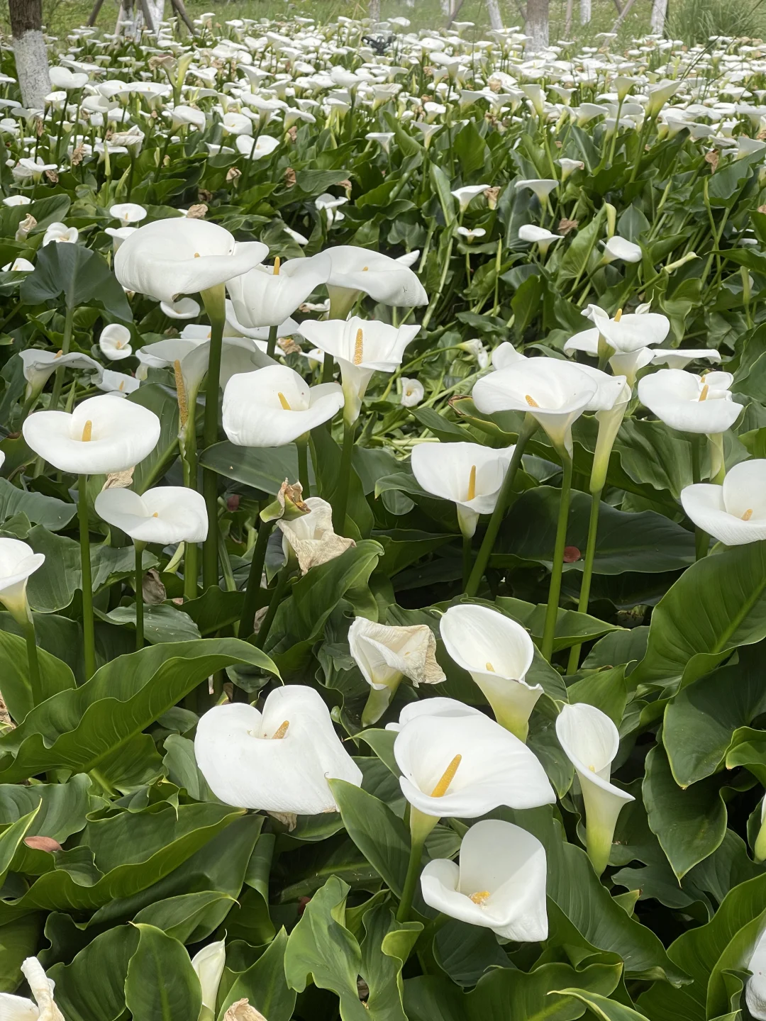 4.5日实况昆明惊现马蹄莲花海