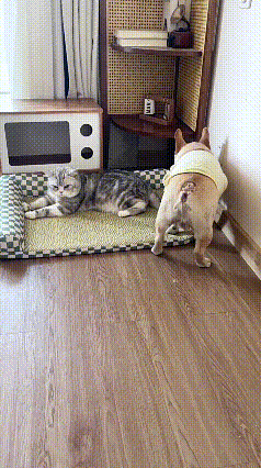 刷到猫狗抢窝这段，实在太有意思了。猫咪占了狗子的垫子，狗子不吵不闹，反而假装失足