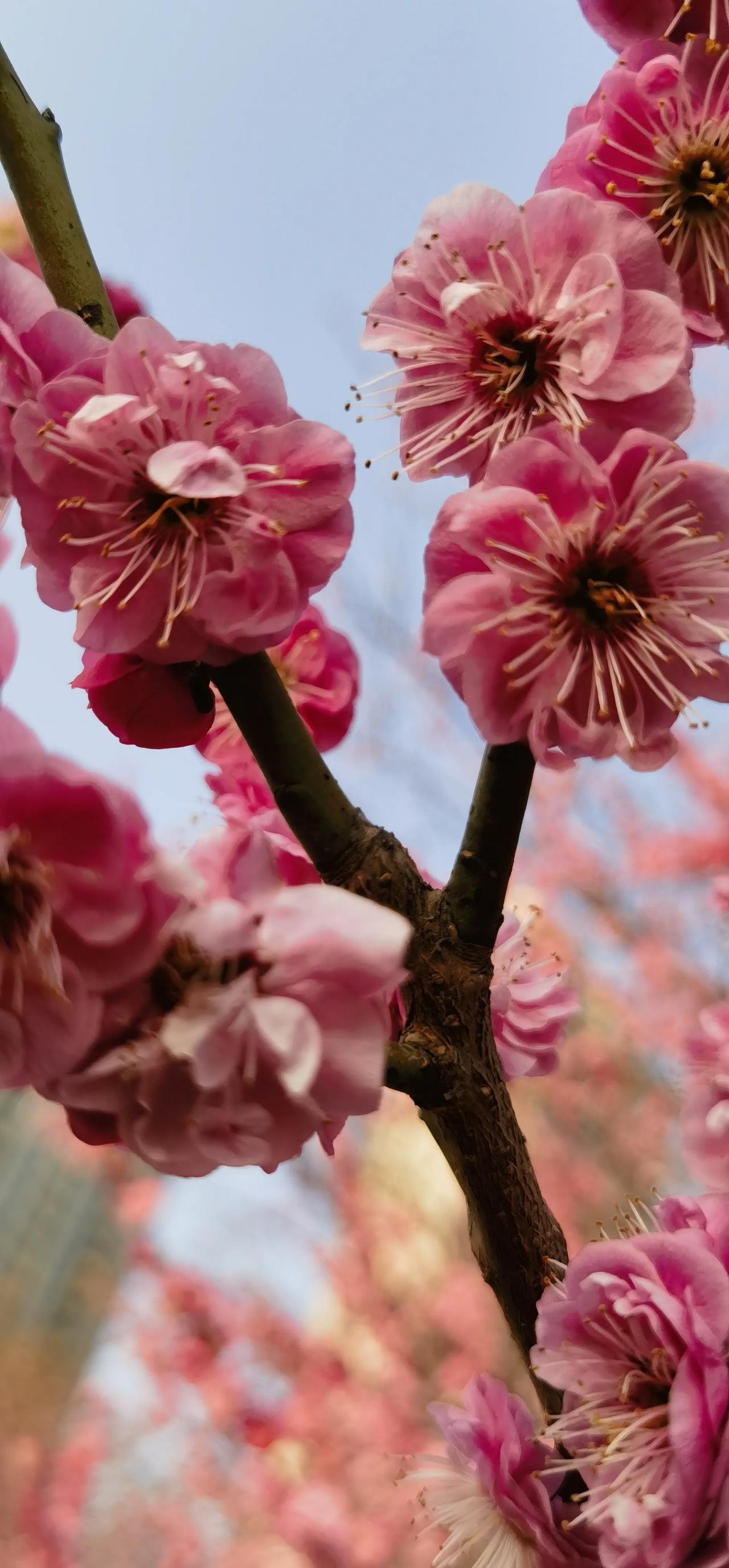 《桃花笺》

我数到第三片花瓣时，风开始变慢
褶皱是水的呼吸，沿着石阶
洇开墨色