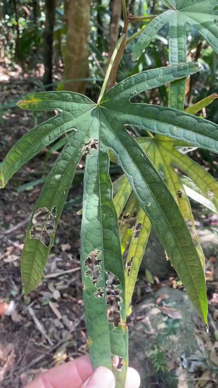 锡纸老陶，小叶的，这个时间没有雨水，冬天叶子有一些都黄了。