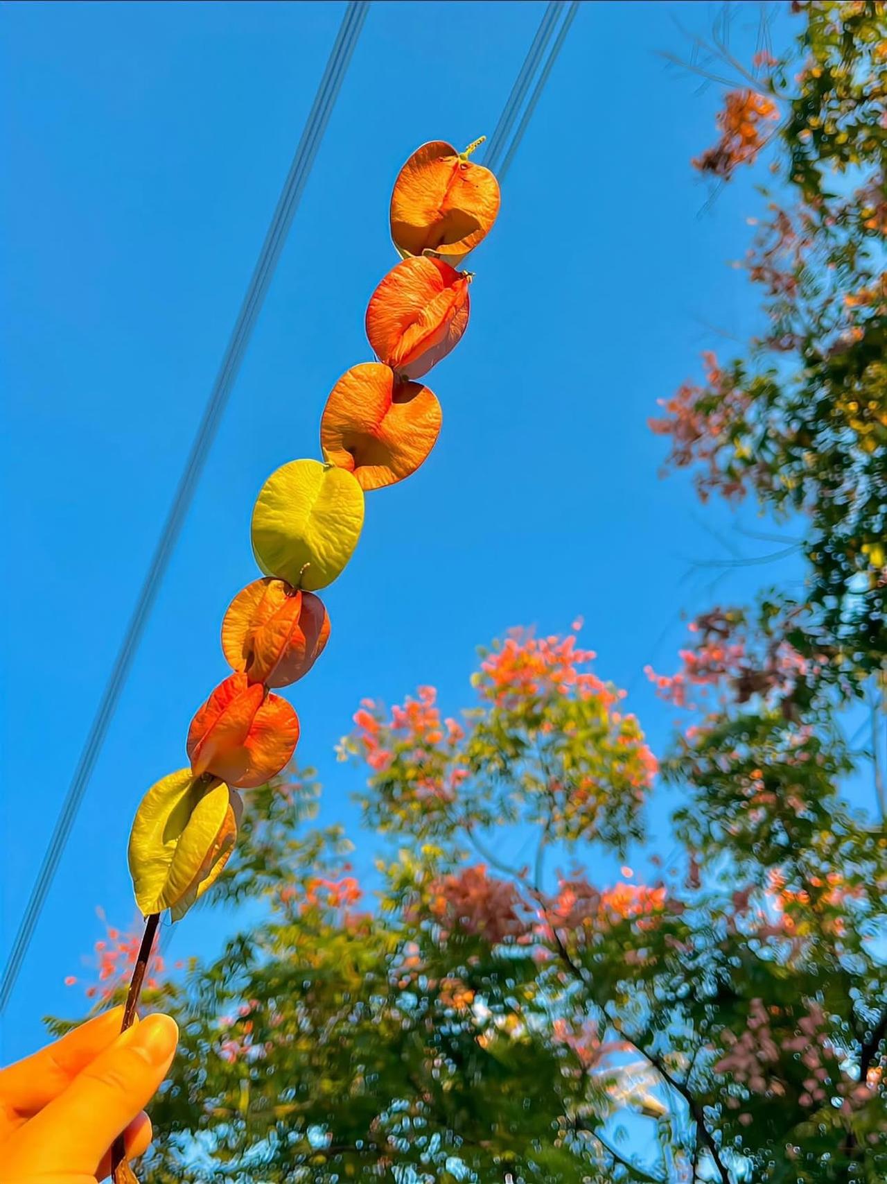 可以分享一张秋景树叶的的照片吗我把深秋的树叶串成一首七律诗，好似不同颜色的山楂组
