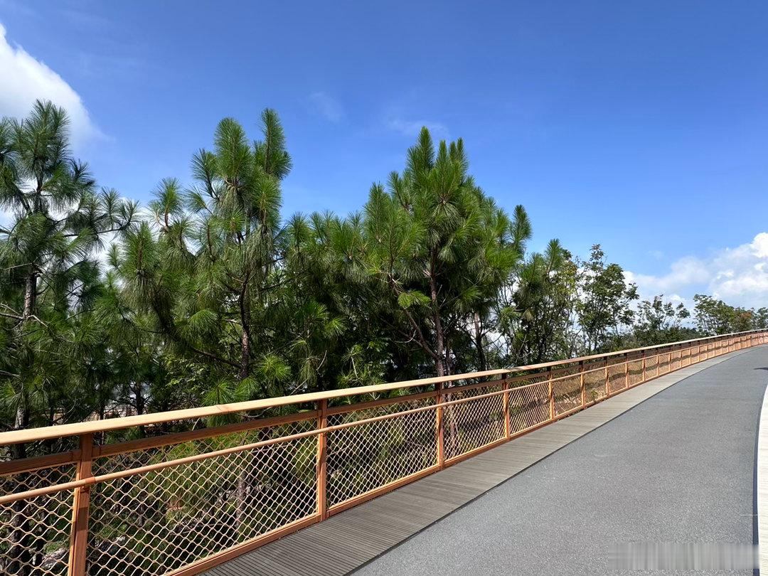 跑一场半程马拉松，爬升300米，翻越滇池绿道梅家山，很喜欢绿道边的这些小松树。 