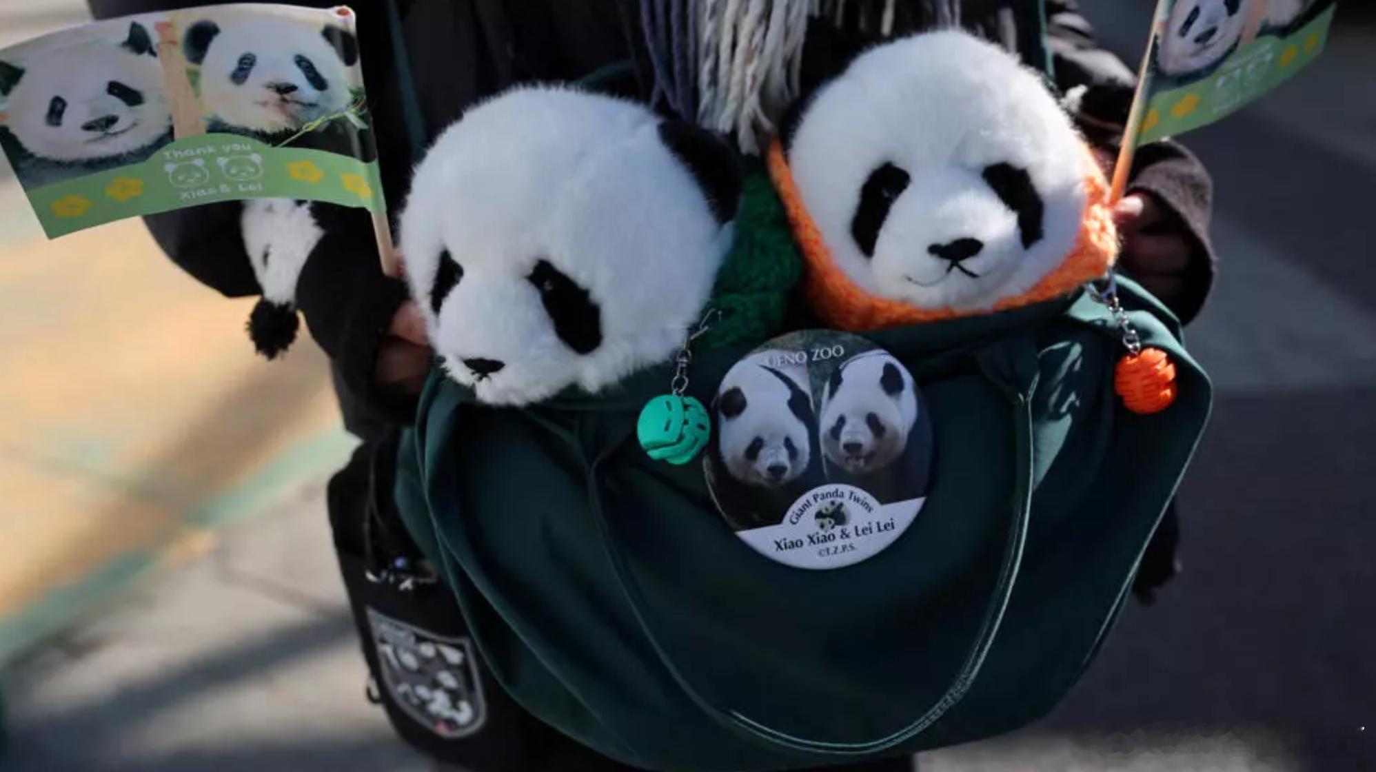 “最后两只”：日本数千名粉丝抽签排队，在最后一天向大熊猫道别海外新鲜事日本 周日