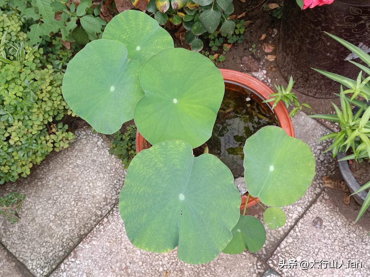 数片圆荷，亦有悠然清雅之态……
（拍摄于沙河市·沙河小院 2026-8-19）