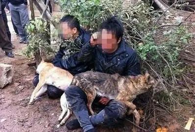 “一顿狗肉把自己送进去了……”3男子因嘴馋偷2只万元德牧犬，并将其中一只宰杀分肉