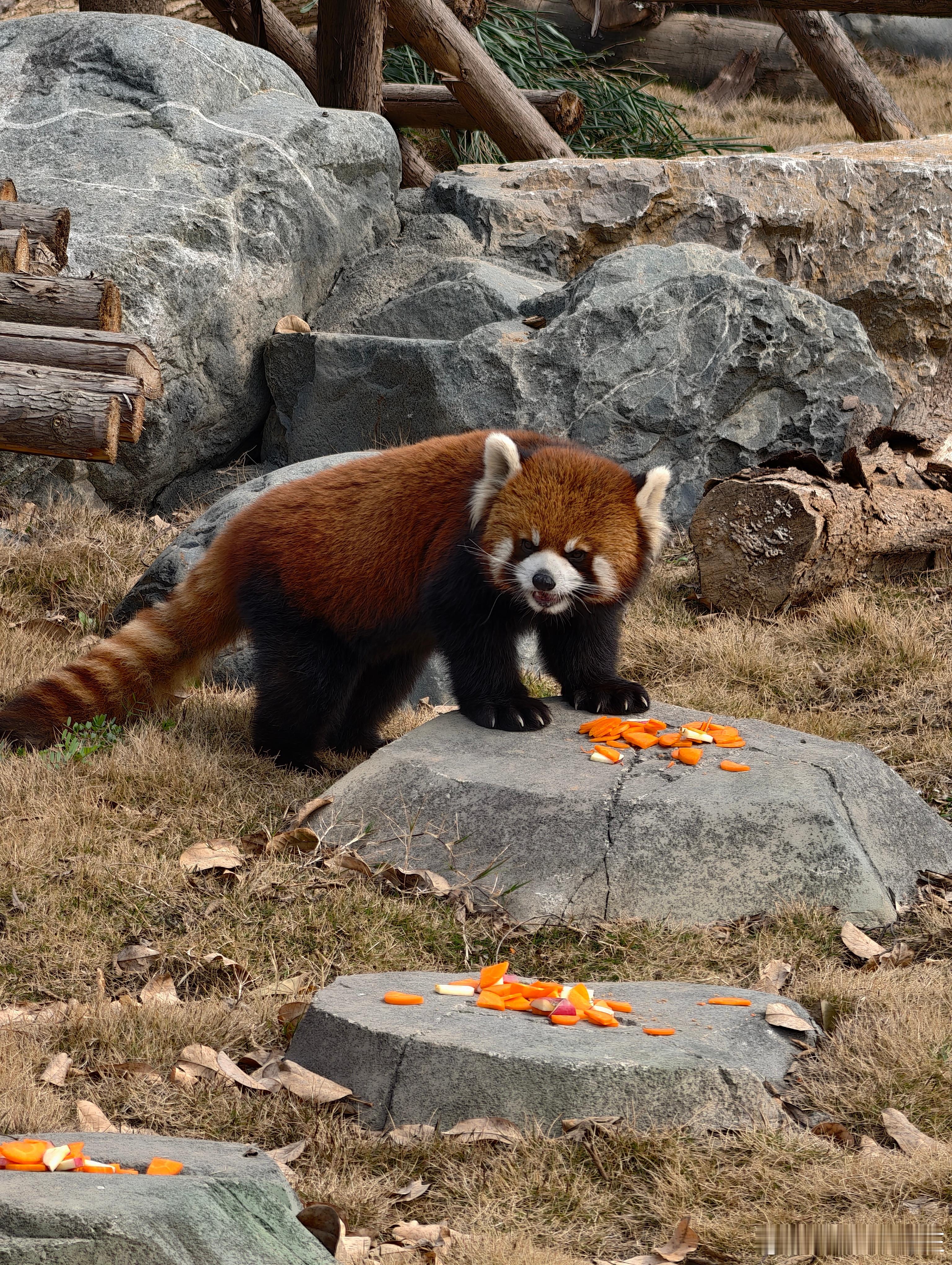 开工大吉！老家也有熊猫基地了 让国宝带点好运吧我的日常plog大熊猫 绵阳·中国