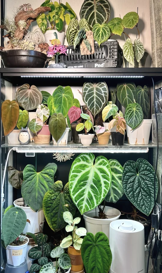 用全屏方式打开j人植男的热植柜