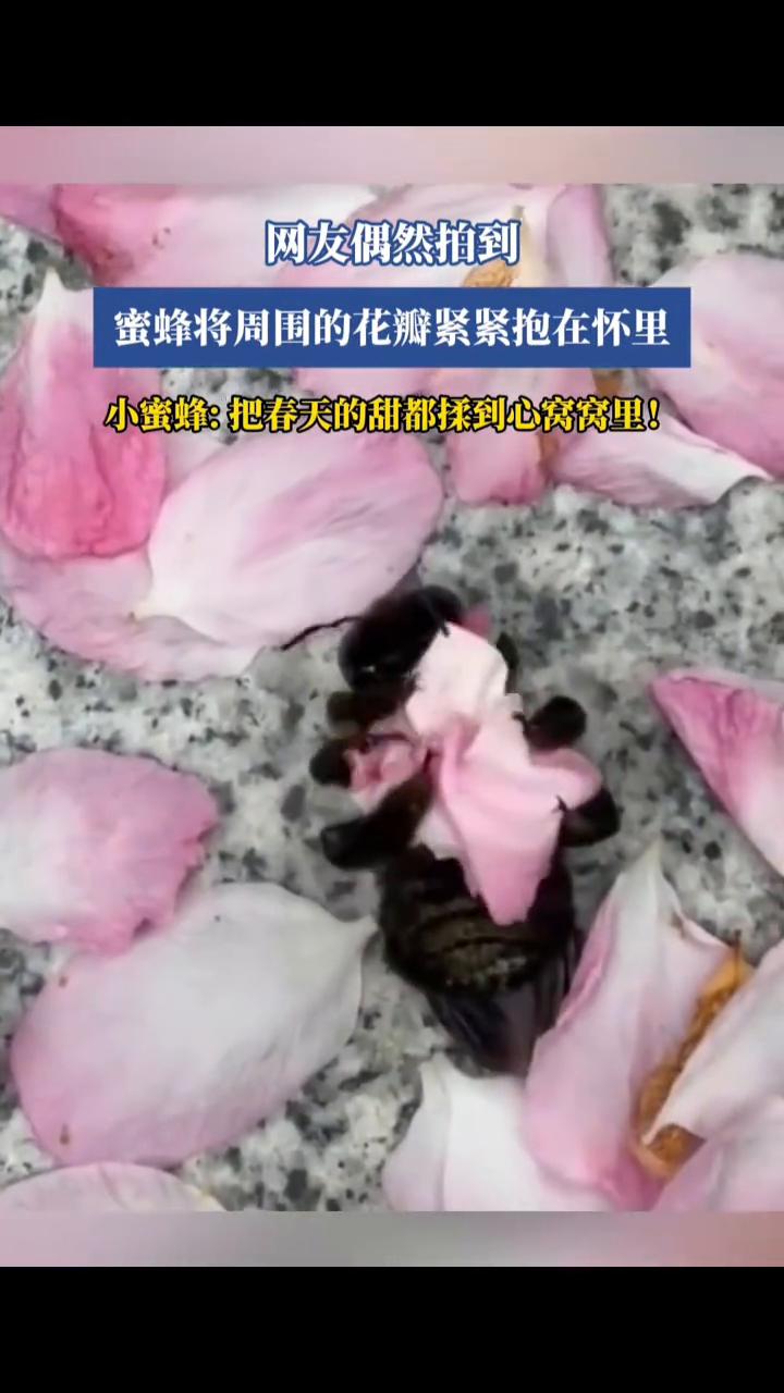 网友偶然拍到蜜蜂将周围的花瓣紧紧抱在怀里。小蜜蜂：把春天的甜都揉到心窝窝里！
4