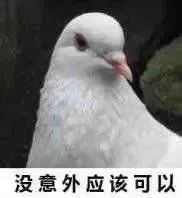鸽子表情包来啦 ​​​