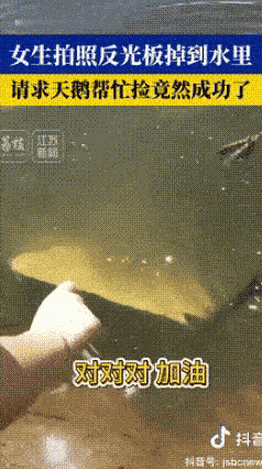 万万没想到！丽江黑龙潭，女生拍照不慎将反光板掉到了水里，束手无策之际，景区黑天鹅