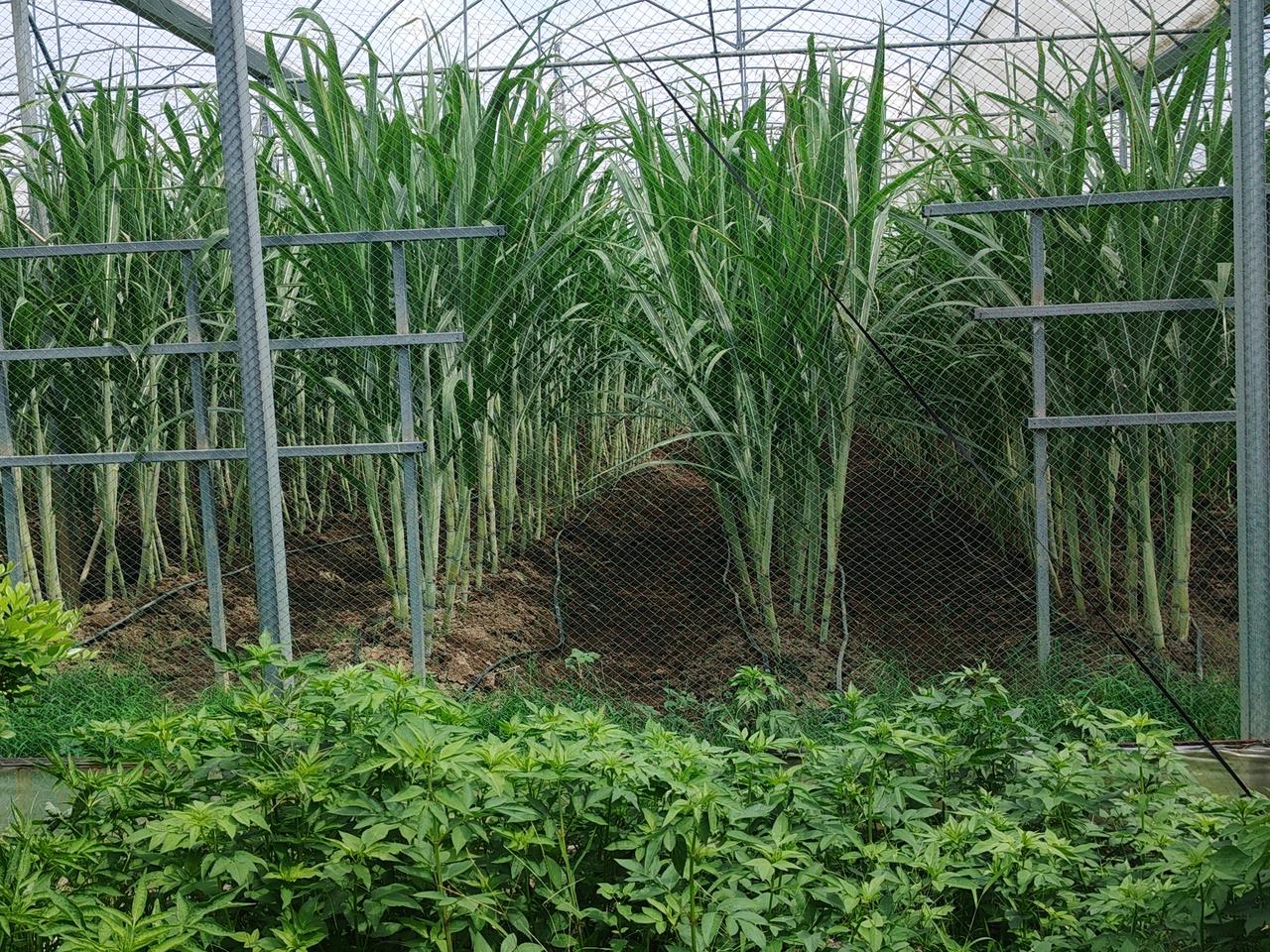 抽空去佛山农业公园看一看心挂挂甘蔗长成如何？感觉似乎是管理不到位的[捂脸]