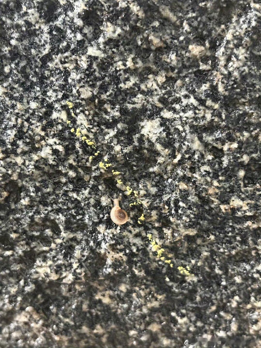 易烊千玺发蜗牛易烊千玺发了只蜗牛易烊千玺发了只蜗牛🐌好可爱啊 ​​​