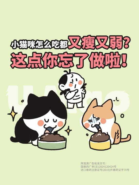 小猫咪怎么吃都又瘦又弱？这点你忘了做啦！