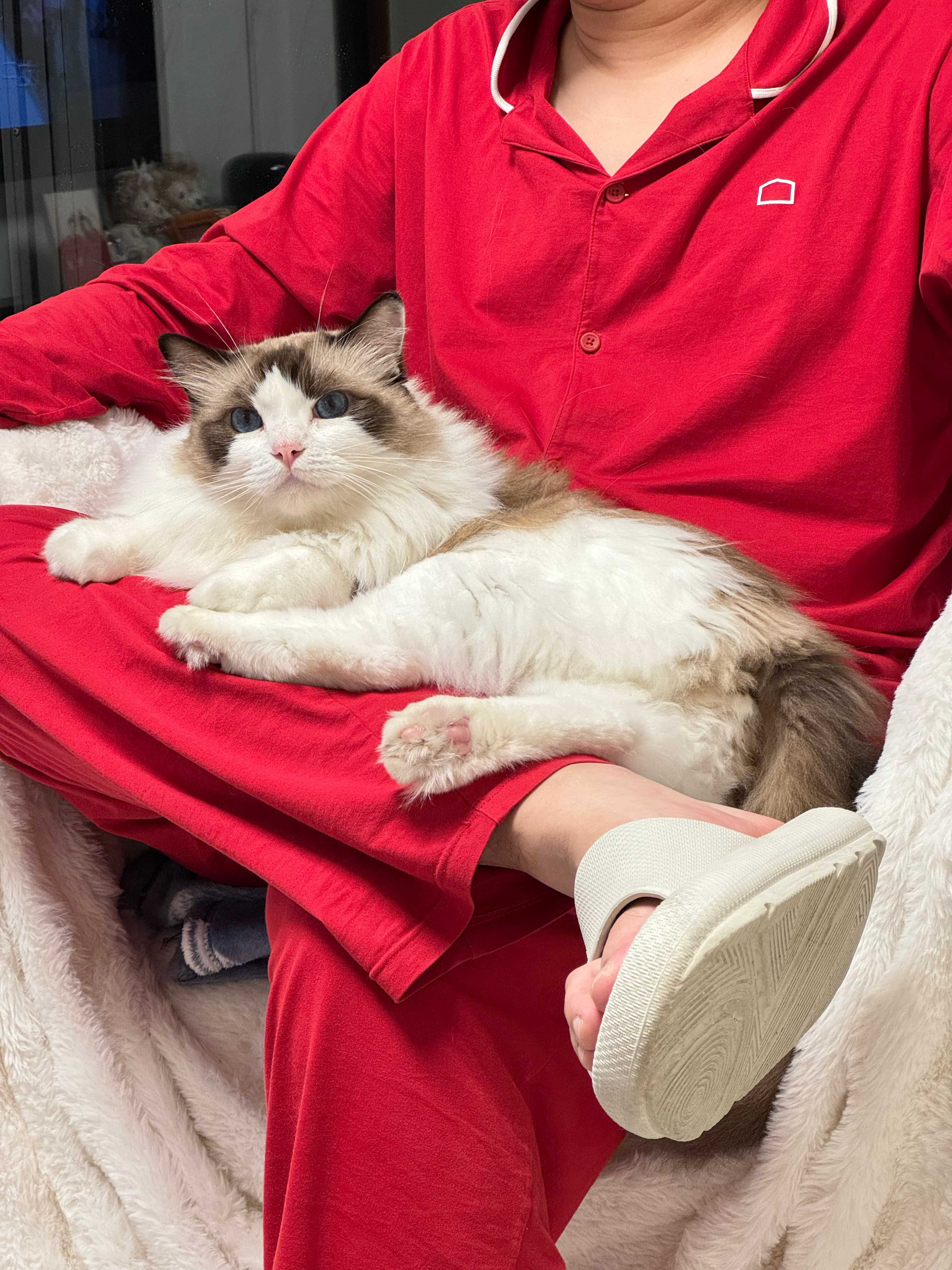 差点养只二胎给筼筜作伴，但鸿哥说脸中间的尖尖不能太高，这两只6800[思考]当初