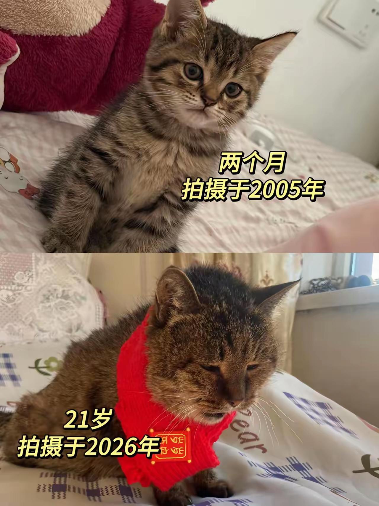 一只猫养了二十年，可见是个有爱心的人[心]