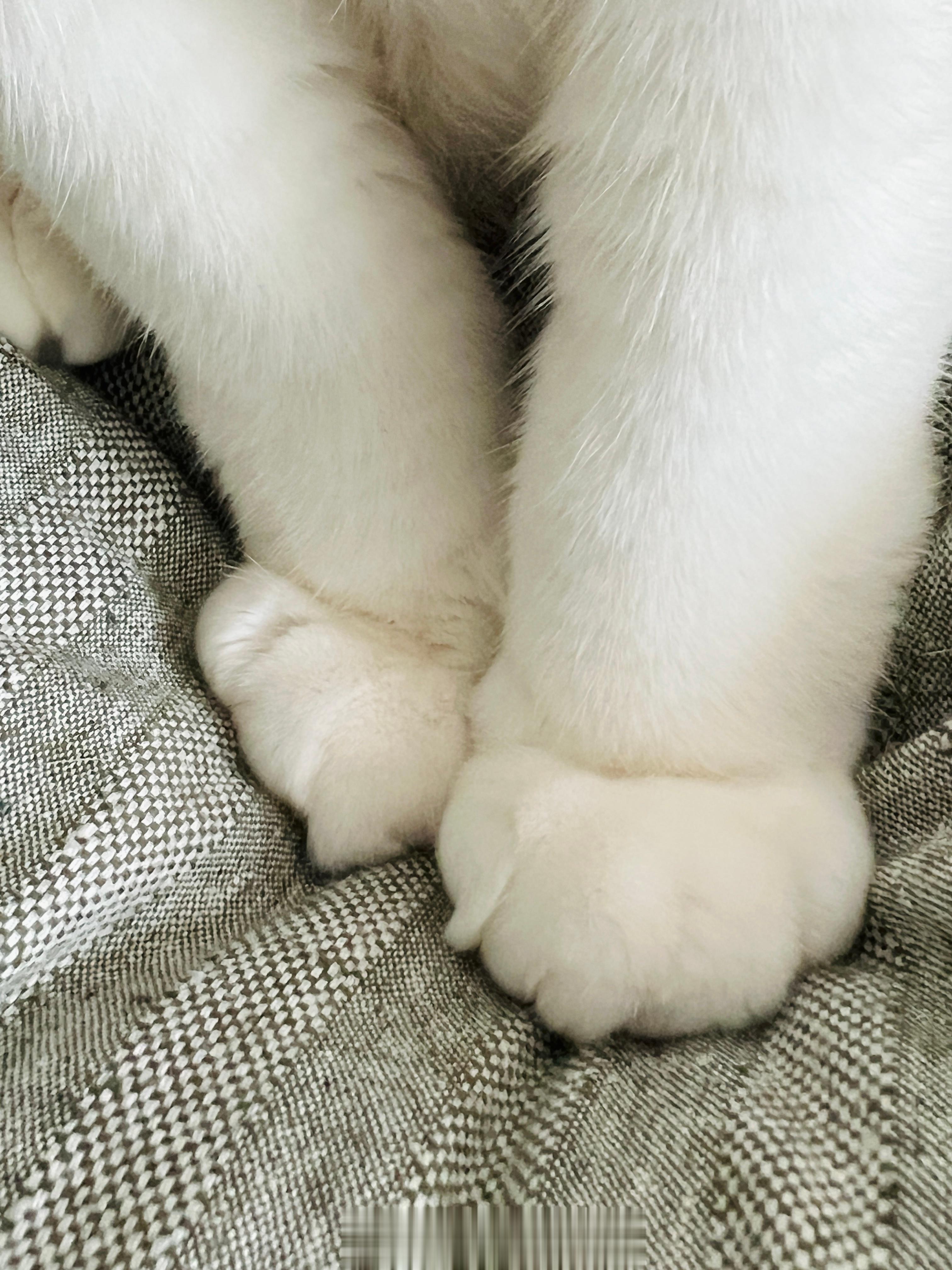 潮濕天氣助長長毛的杏鮑菇。 ​​​