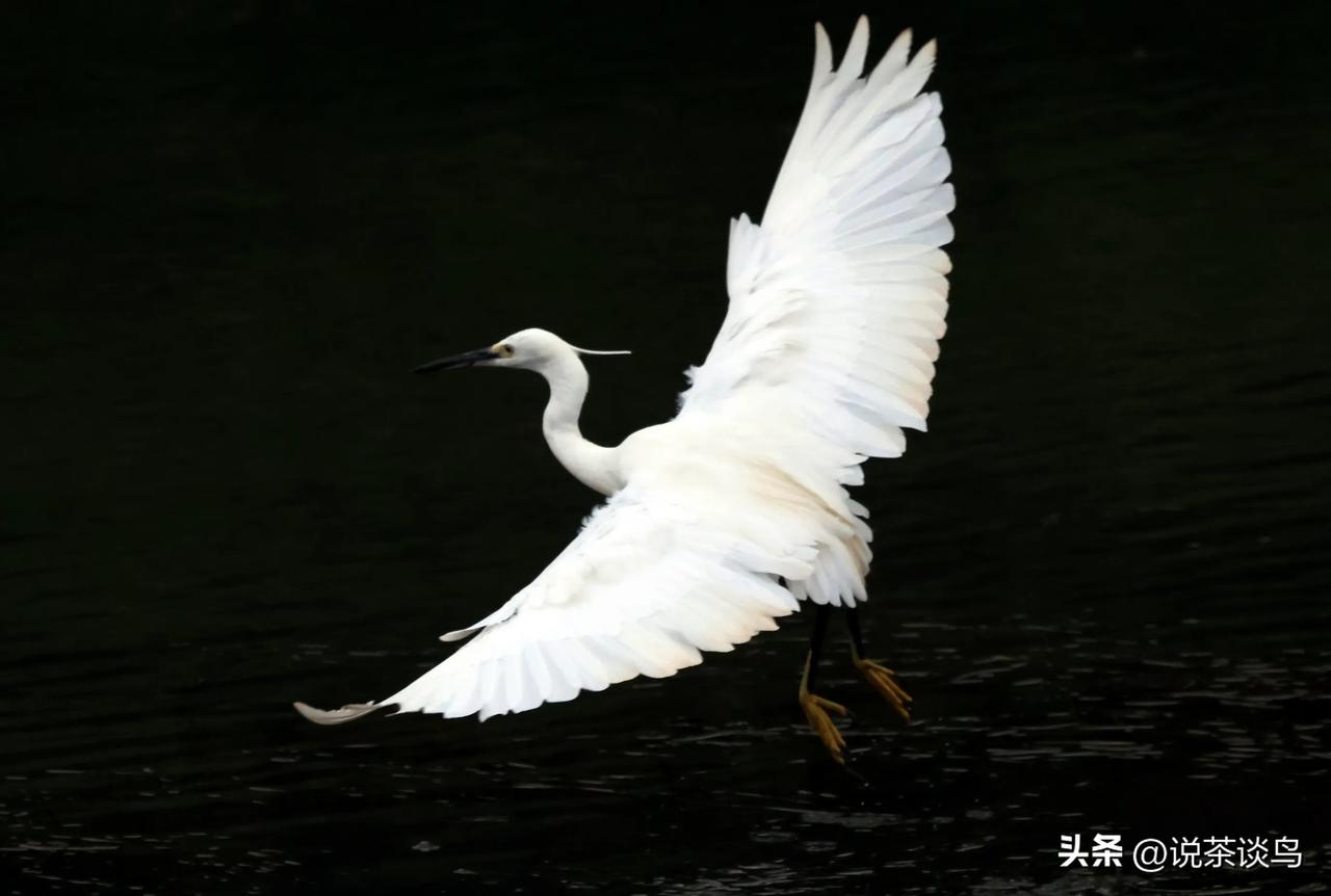 “黑白”飞鹭！
从古至今，白鹭都被视为高雅吉祥之鸟，李白、杜甫、白居易、苏轼等众
