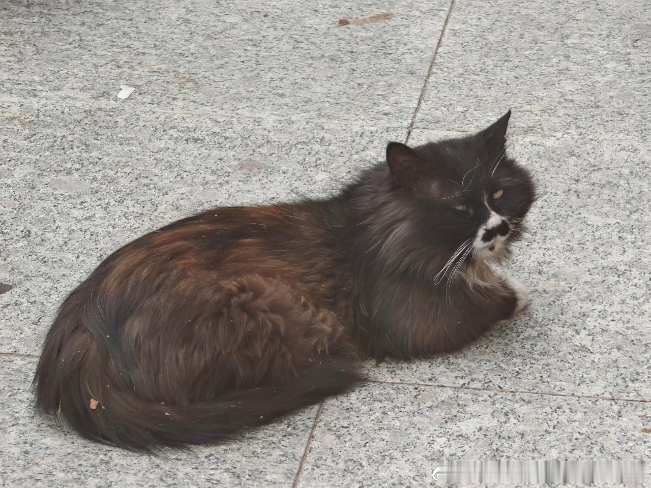 49305【丑猫】回眸一笑百媚生 