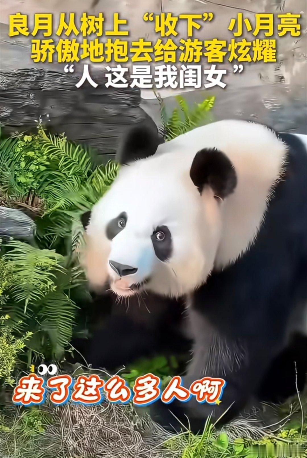 哈哈哈哈，景瑜晒狗，让我想到了良❤月晒娃。 