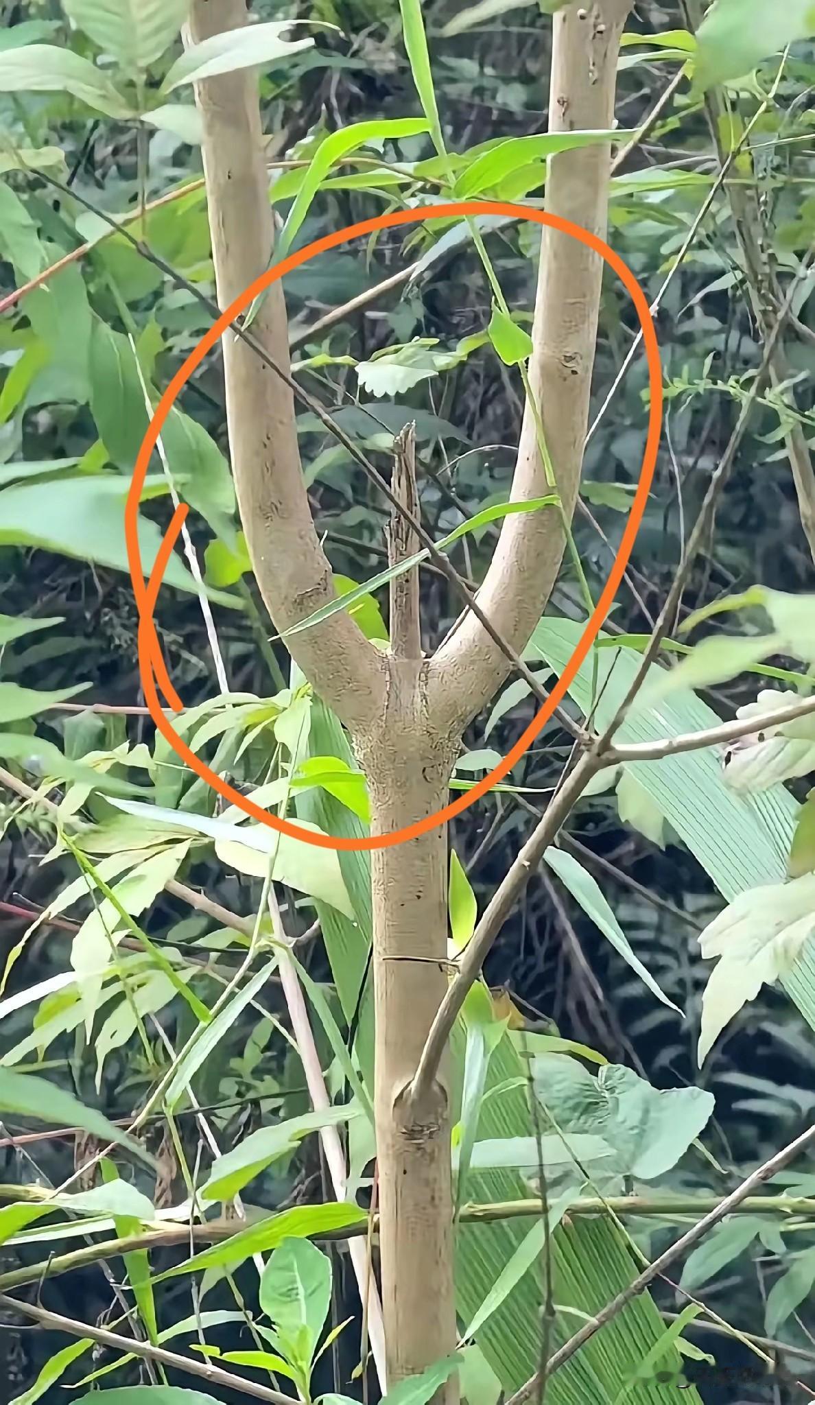 看来这个树叉生不逢时啊，
这要是在以前那个年代，
可是做弹弓的好材料，
像这种天