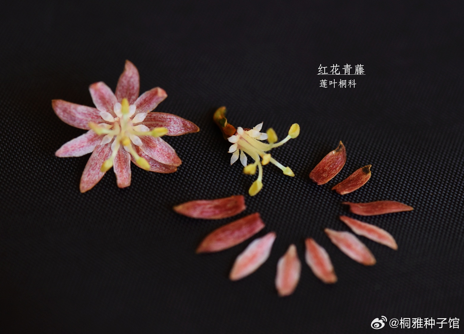 1379. 红花青藤，莲叶桐科（这个科比较少见。秋季开花，花色粉色清丽，华南地区