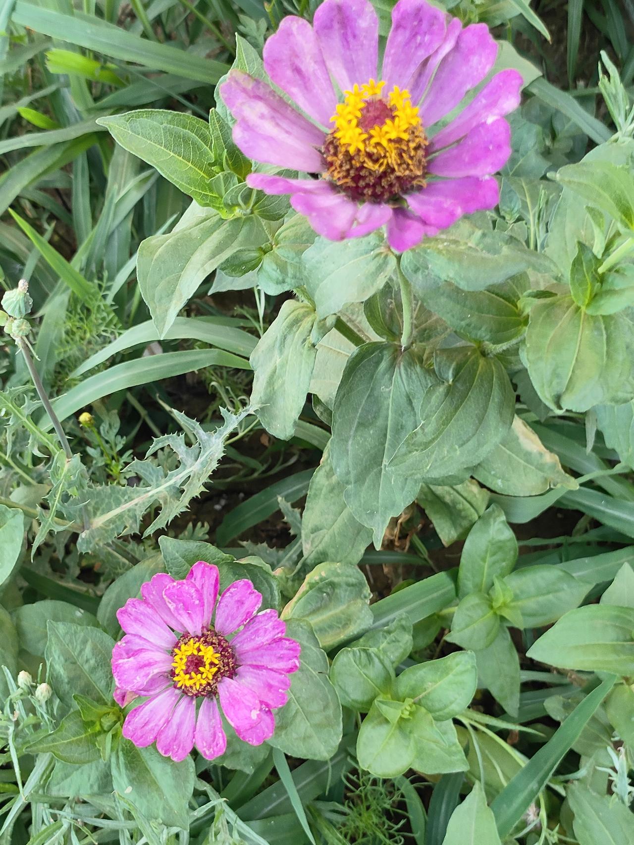 泥土间簇拥着百日菊、金盏菊与矢车菊，粉紫橙黄错落交织，野草相伴，没有刻意修剪的规