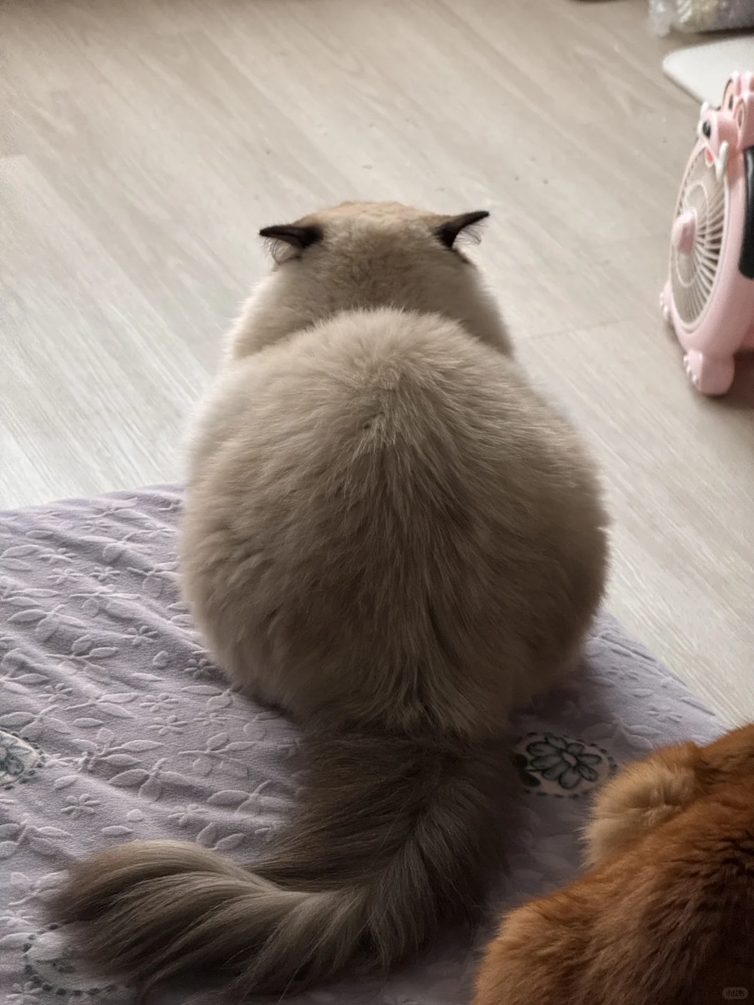 姨姨早餐要吃肉丸不
