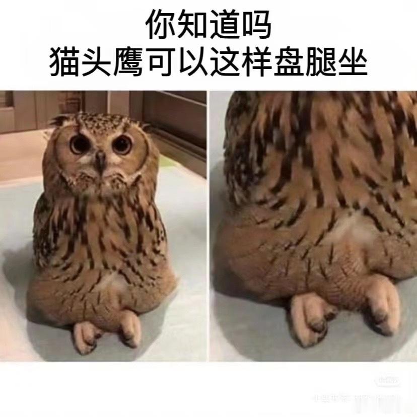 猫脚积累 