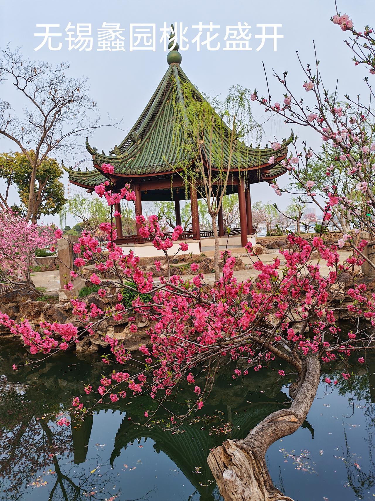 伴随着春天的到来，无锡蠡园的千万棵桃花也陆续粉墨登场，竟相绽放吐艳，一时间蠡园变