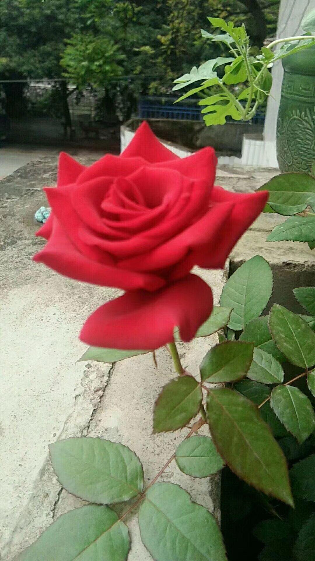 分享我懂得珍惜，才配拥有
一个人喜欢上你，能把你装在心里。不是你年不年轻，好不好