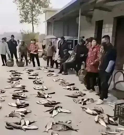 这是一张70年代的老照片，地上面摆放着一堆堆的鱼，旁边还围着一堆人，每个人的手上