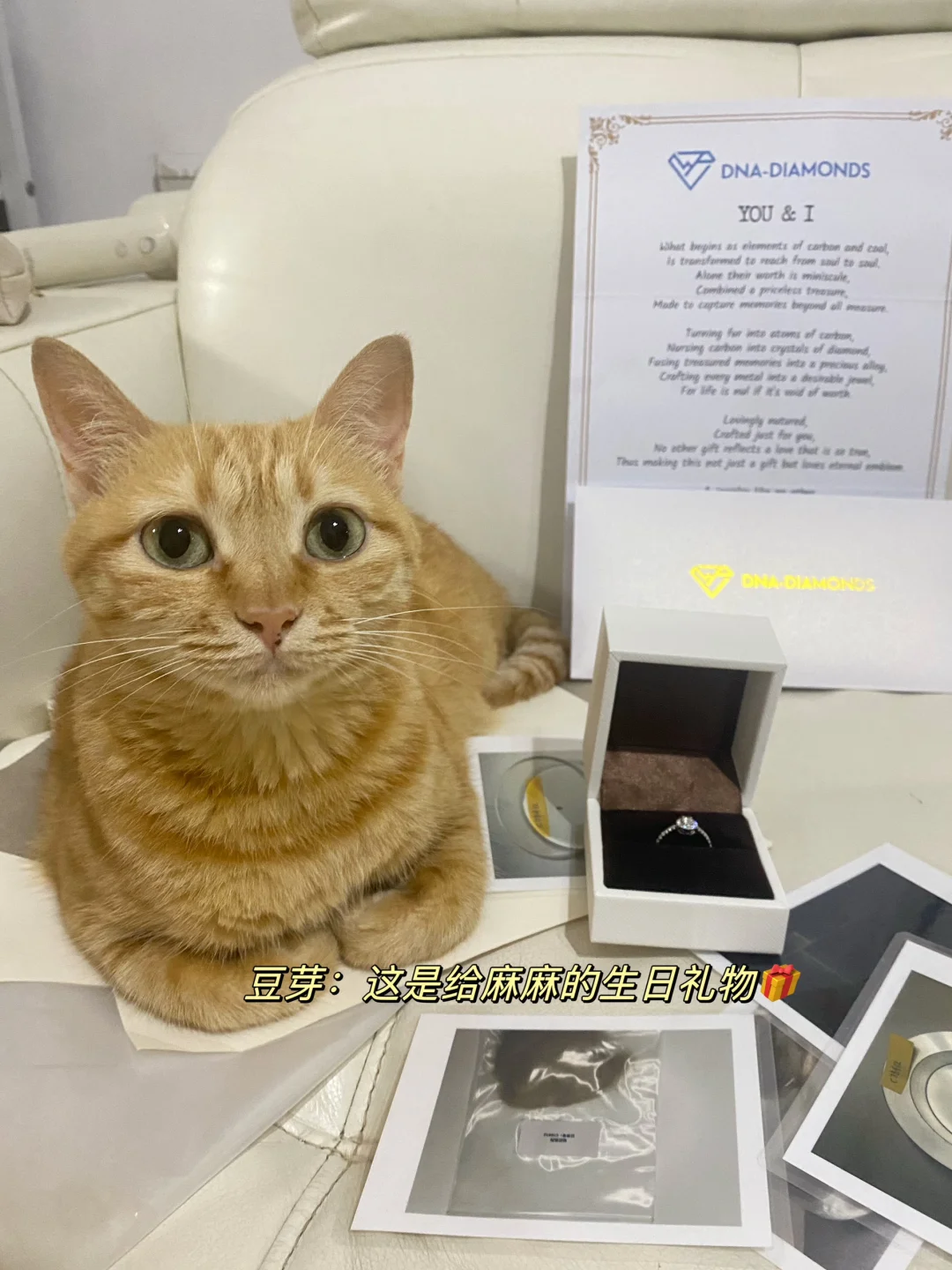 我用小猫的毛发换了一颗钻戒！