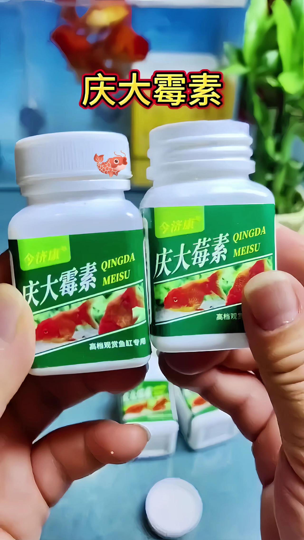 观赏鱼 养鱼日记 三农流量扶持计划 我的农资之路 新手养鱼
