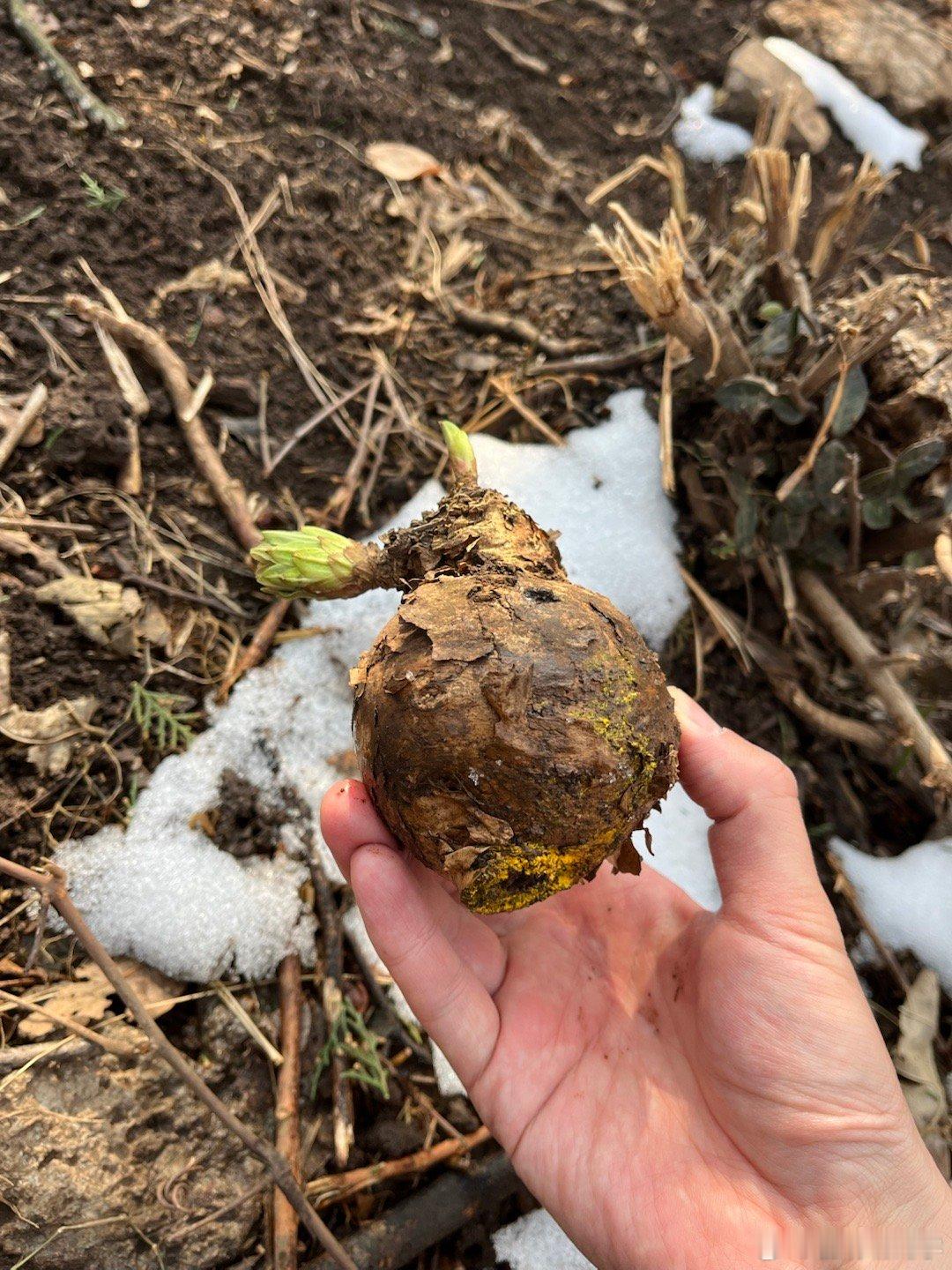 捡到一个甘肃大戟，当多肉种一下。 南京