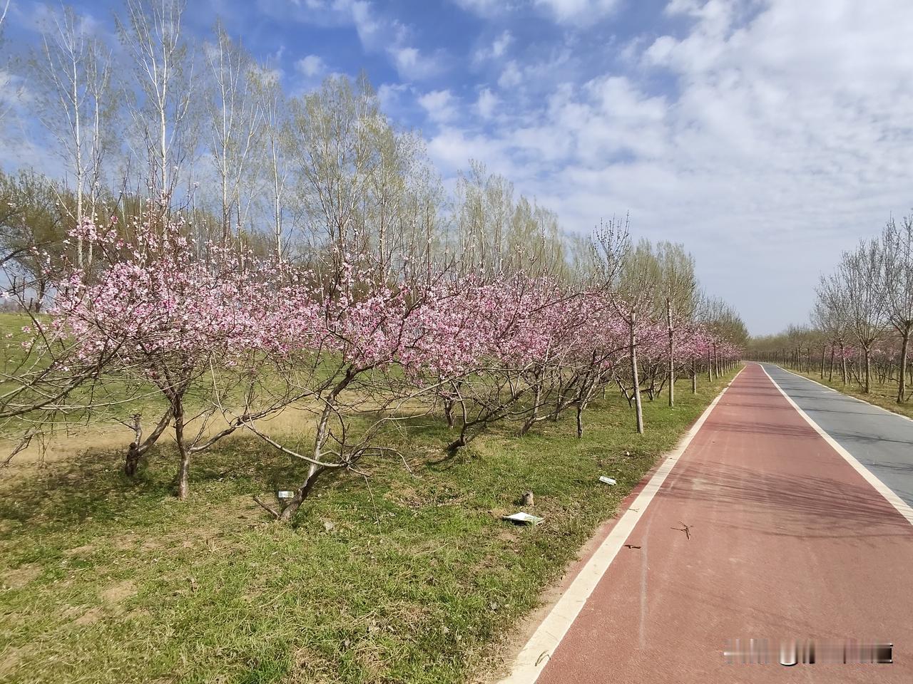 晒图笔记大赛周末在经过黄河大堤时，看到有一片桃花林在盛开桃花，这个桃花跟其他的不