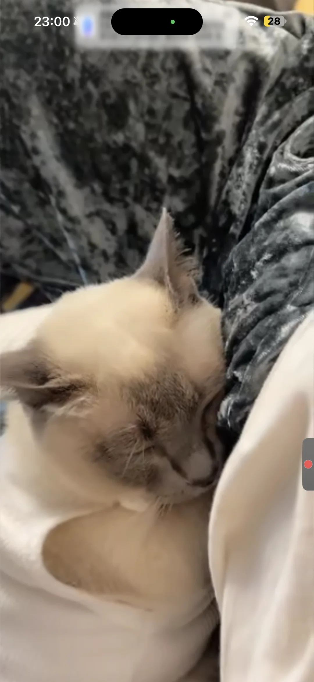 姥姥说 怎么有这么粘人的小猫啊
